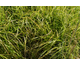 Carex pendula Fresh Look
