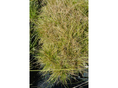 Deschampsia caespitosa