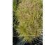 Deschampsia caespitosa