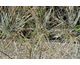 Elymus magellanicus None
