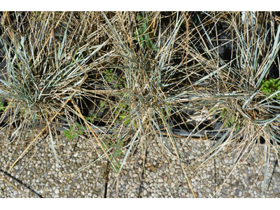 Elymus magellanicus