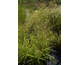 Eragrostis curvula Totnes Burgundy