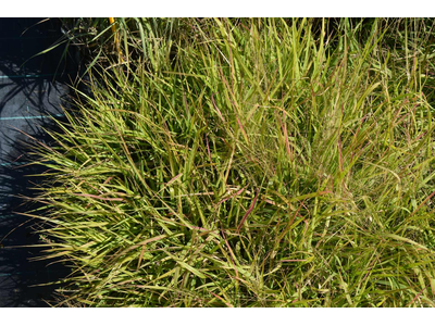 Eragrostis spectabilis