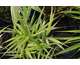 Hakonechloa macra