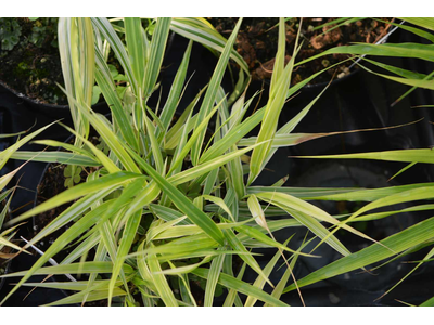 Hakonechloa macra