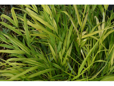 Hakonechloa macra