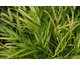 Hakonechloa macra