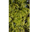 Hakonechloa macra Mulled Wine