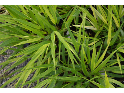 Hakonechloa macra