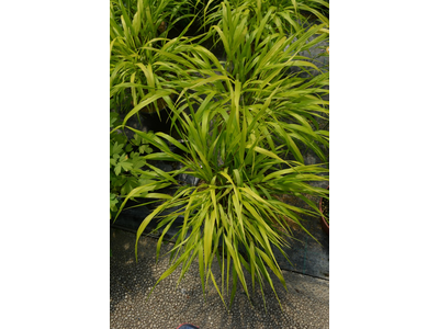 Hakonechloa macra