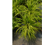 Hakonechloa macra