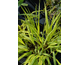 Hakonechloa macra Sunny Delight ®