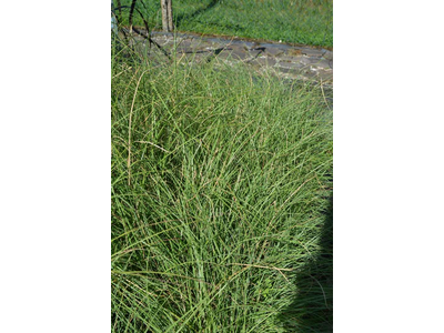 Miscanthus sinensis