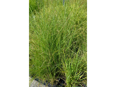 Miscanthus sinensis