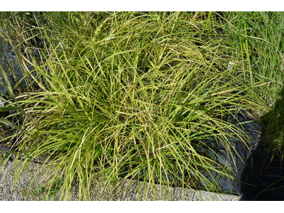 Miscanthus sinensis