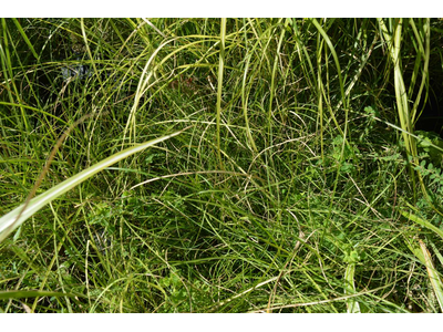 Miscanthus sinensis