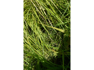 Miscanthus sinensis