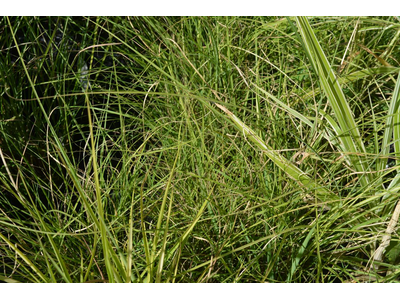 Miscanthus sinensis