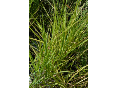 Miscanthus sinensis var. purpurascens