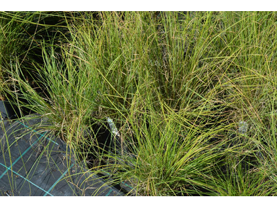 Muhlenbergia reverchonii