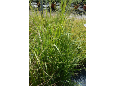 Panicum virgatum