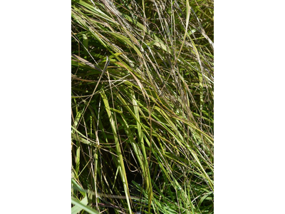 Panicum virgatum