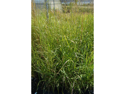 Panicum virgatum