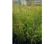 Panicum virgatum Emerald Chief