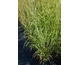 Panicum virgatum Hot Rod ®