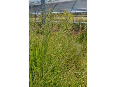 Panicum virgatum