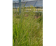 Panicum virgatum Northwind