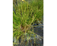 Pennisetum alopecuroides Moudry
