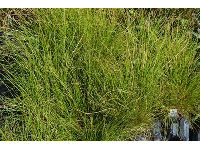 Pennisetum alopecuroides