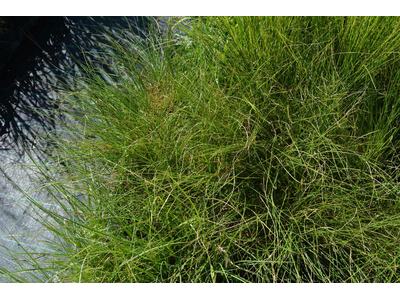 Pennisetum alopecuroides