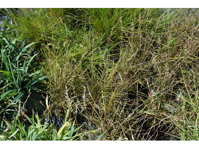 Pennisetum orientale