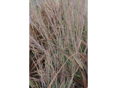 Schizachyrium scoparium