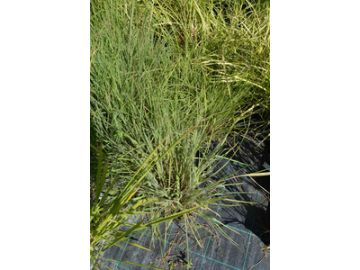 Schizachyrium scoparium