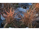 Schizachyrium scoparium Twilight Zone