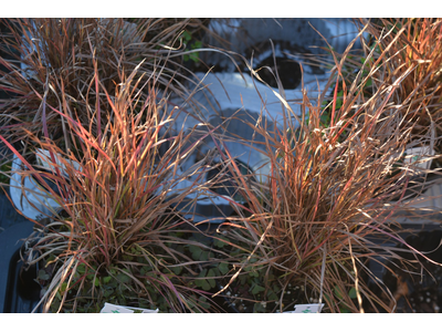 Schizachyrium scoparium