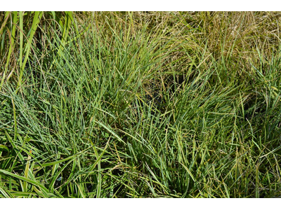 Sesleria nitida