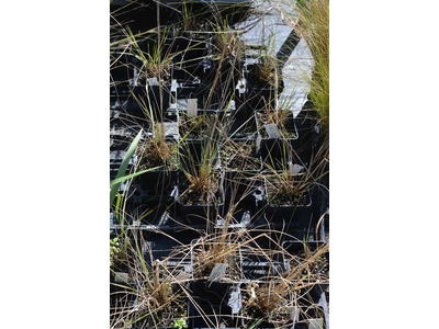 Stipa barbata