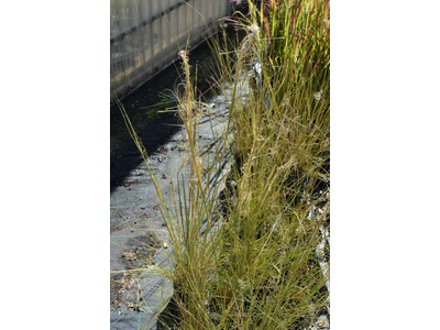 Stipa capillata