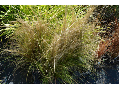 Stipa joannis