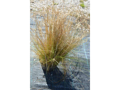 Stipa pennata