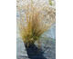 Stipa pennata None