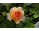 Rosa Grace