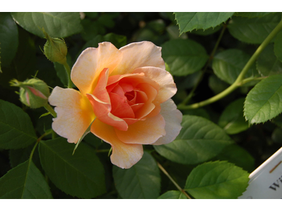 Rosa