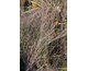 Andropogon scoparius Prairie Blues