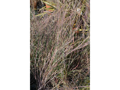 Andropogon scoparius