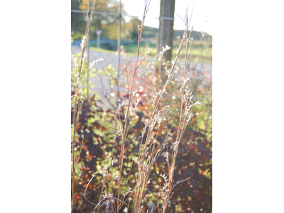 Andropogon scoparius